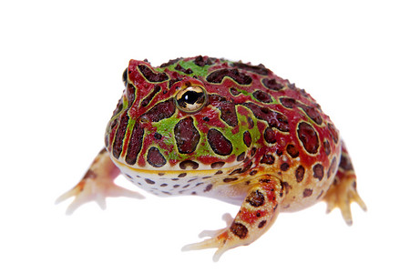 红色的阿根廷角蛙被白色隔离