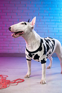 一只穿着斑点狗服的白色斗牛犬靠在霓虹粉色和蓝色色调的砖墙上