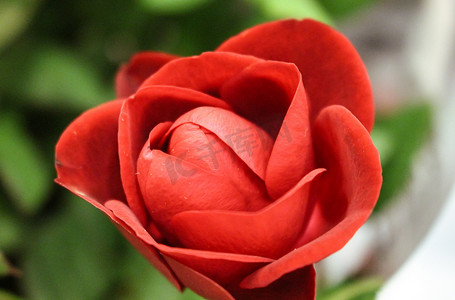 英国汉普郡花园中心的一朵鲜红色郁金香花的特写。