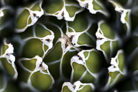 白色玫瑰花环摄影照片_皇家龙舌兰植物的特写
