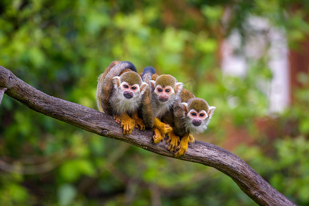 三只普通松鼠猴坐在树枝上