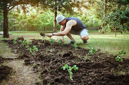 农民在耕地中，在富含生物腐殖质和堆肥的黑土中种植发芽的番茄幼苗，以提高早春的肥力。