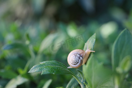 蜗牛摄影照片_夏日花园里，壳里的小蜗牛在草地上爬行。