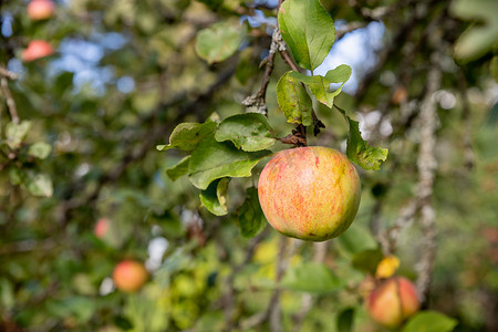 苹果树枝与红苹果在成熟过程中背景模糊。成熟的有机作物生长并挂在郁郁葱葱的绿色果树枝上，准备在阳光明媚的夏日收获。
