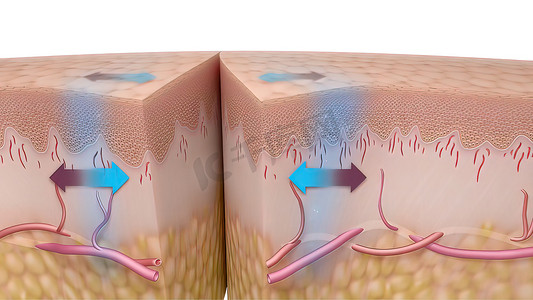皮肤伤口愈合时间的 3D 医学插图