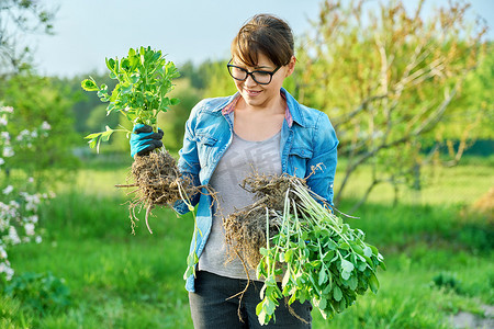 戴园艺手套的妇女用铲子拿着有根的景天属植物