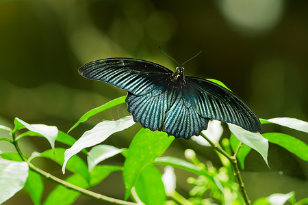 叶子上的蝴蝶，热带雨林中的宏观昆虫生活。