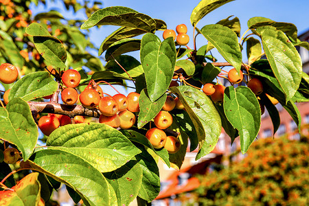 分支与色彩缤纷的秋季装饰苹果或海棠。