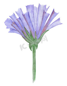 在白色背景隔绝的手拉的蓝色花。