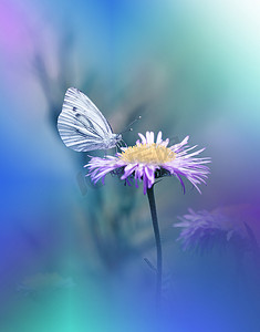 横幅中摄影照片_蝴蝶和花卉领域。夏季花卉背景中的蝴蝶。美丽的蝴蝶在花上。创意艺术壁纸。