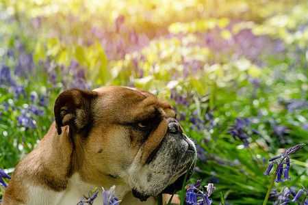 狗舔舌头摄影照片_在春天炎热的阳光明媚的日子里，红色英国/英国斗牛犬抬头，舔舌头，坐在风信子里