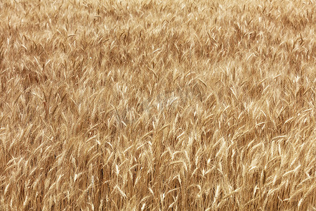 成熟小麦金色田野的模糊背景