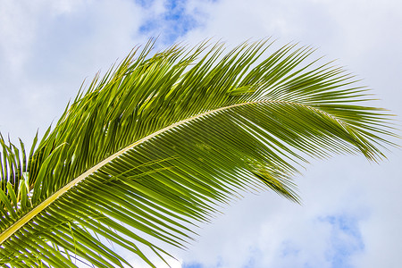 墨西哥热带天然棕榈树椰子蓝天。