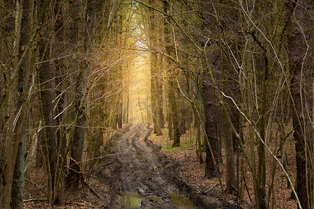 黑暗森林中的泥泞道路和远处的光明