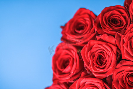 蓝色背景中的豪华红玫瑰花束，鲜花作为节日礼物