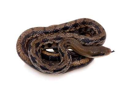 美丽的鼠蛇，Orthriophis taeniurus，白色