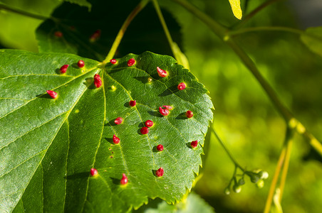昆虫叶子摄影照片_石灰甲瘿是由红钉瘿螨Eriophyes tiliae在普通石灰叶子上引起的。