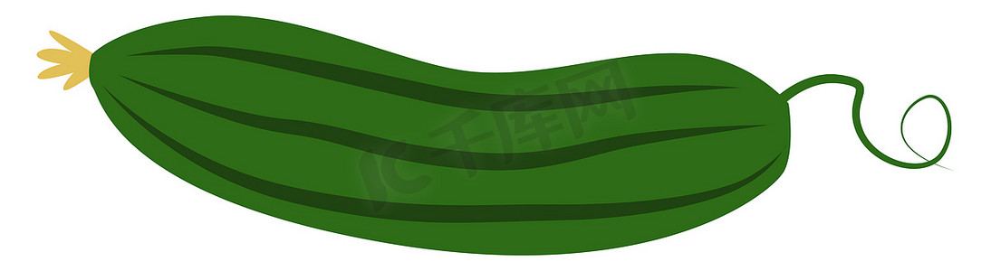 绿色食物插图摄影照片_绿色西葫芦，插图，白色背景上的矢量