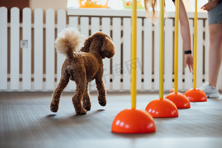 棕色贵宾犬在宠物屋与训狗师一起训练