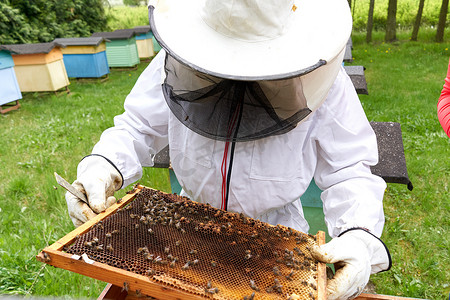 受保护的养蜂人看着蜂巢
