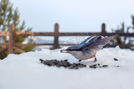 寒冬山景森林公园雪观台上带着种子的野生小鸟五子雀