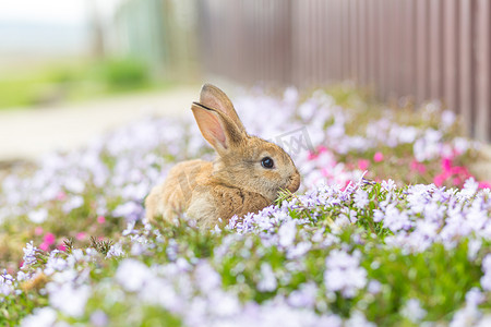 绿草上可爱的家养红兔坐在白花中特写照片