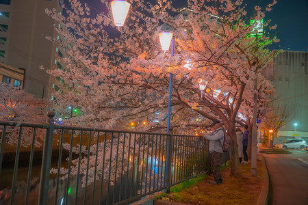 夜樱花和日本灯笼的形象