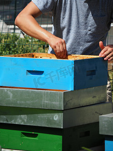养蜂大师从蜂群的蜂箱中取出装有蜂蜜的框架。