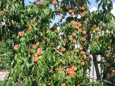 阳光下绿叶树上成熟的桃子，夏季水果收获，花园