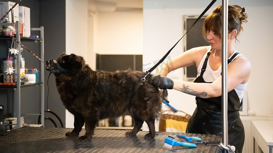 宠物美发师女人为可爱的黑狗剪毛