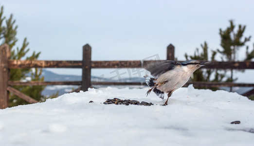 带种子的野生小鸟五子雀在运动中起飞，寒冷的冬天下雪的观景台，山景
