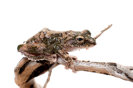 锯齿腿小树蛙，Kurixalus odontotarsus，白色