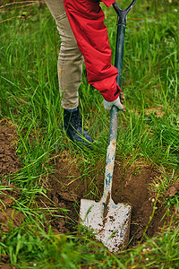 大桃摄影照片_穿着橡胶靴的无法辨认的女人在花园里挖一个大着陆孔幼树
