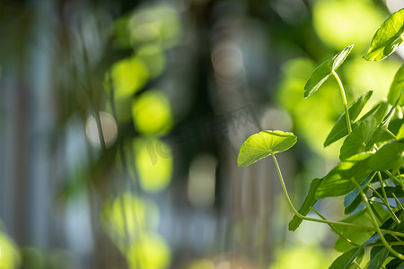 绿色画框摄影照片_作为绿色背景的水 Pennywort 叶子