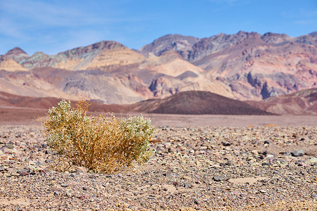 空旷平原上孤立的沙漠灌木，背景是五颜六色的山脉
