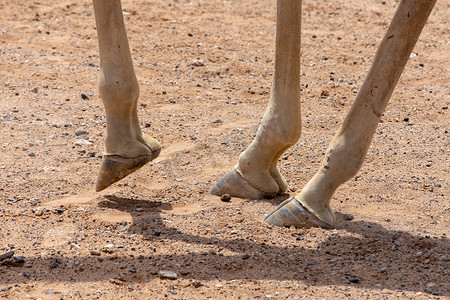 长颈鹿的脚在热沙中行走