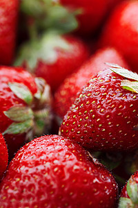 多汁、成熟的天然红草莓，不含转基因成分。