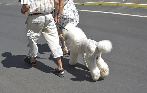 白色贵宾犬摄影照片_一对老夫妇牵着她的白色贵宾犬散步
