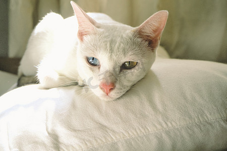 蓝色的枕头摄影照片_可爱的白猫，蓝色和黄色的眼睛睡在卧室的枕头上。
