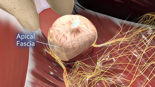 男性生殖器官 3D 插图解剖