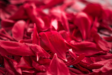 抽象花卉节日艺术背景、梦幻花园中盛开的红色花瓣和奢华水疗品牌的自然之美以及婚礼请柬设计