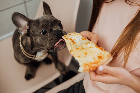 无法辨认的女人用披萨喂她的宠物，小法国斗牛犬吃人类的食物