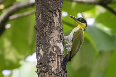 原始森林背景摄影照片_黑头啄木鸟（Picus erythropygius）栖息在自然背景下的一棵树上的图像。
