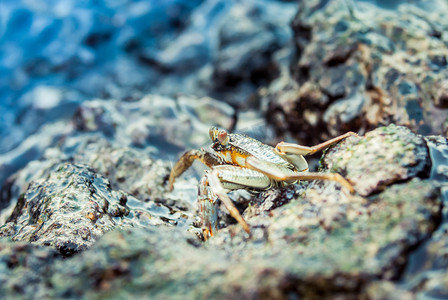 活蟹在野外站在海中的岩石上