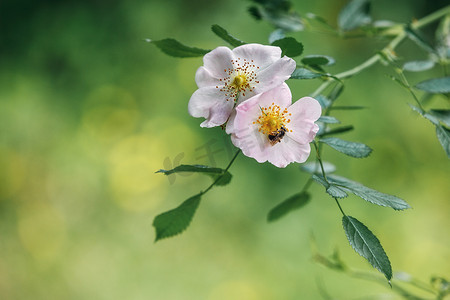 一枝玫瑰玫瑰摄影照片_一只野玫瑰狗的浅玫瑰白花在绿叶的背景下升起。