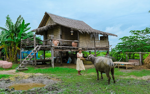 泰国中部稻田里的亚洲妇女和水牛一起住在生态农场寄宿家庭