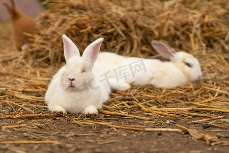 滑稽兔子摄影照片_兔子兔子自然白棕色复活节背景蓬松的绿色野兔，对于哺乳动物和毛茸茸的耳朵的年轻自然，动物滑稽。