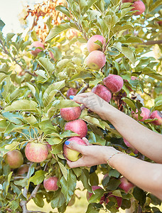 在阳光明媚的日子里，一名妇女伸手从外面可持续果园农田的树上摘新鲜红苹果的特写镜头。