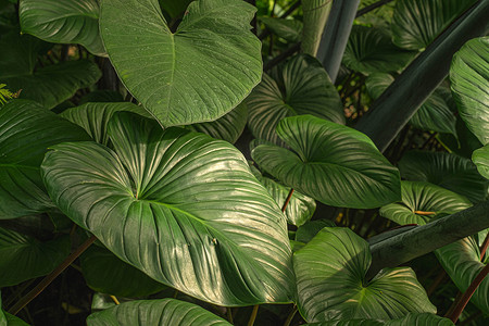 热带植物叶子特写镜头，在东南亚雨林。