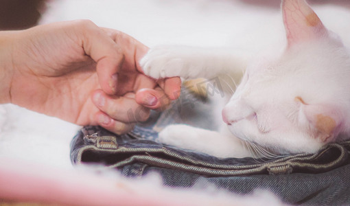 软焦点女孩和猫一起玩来安慰生病的猫。